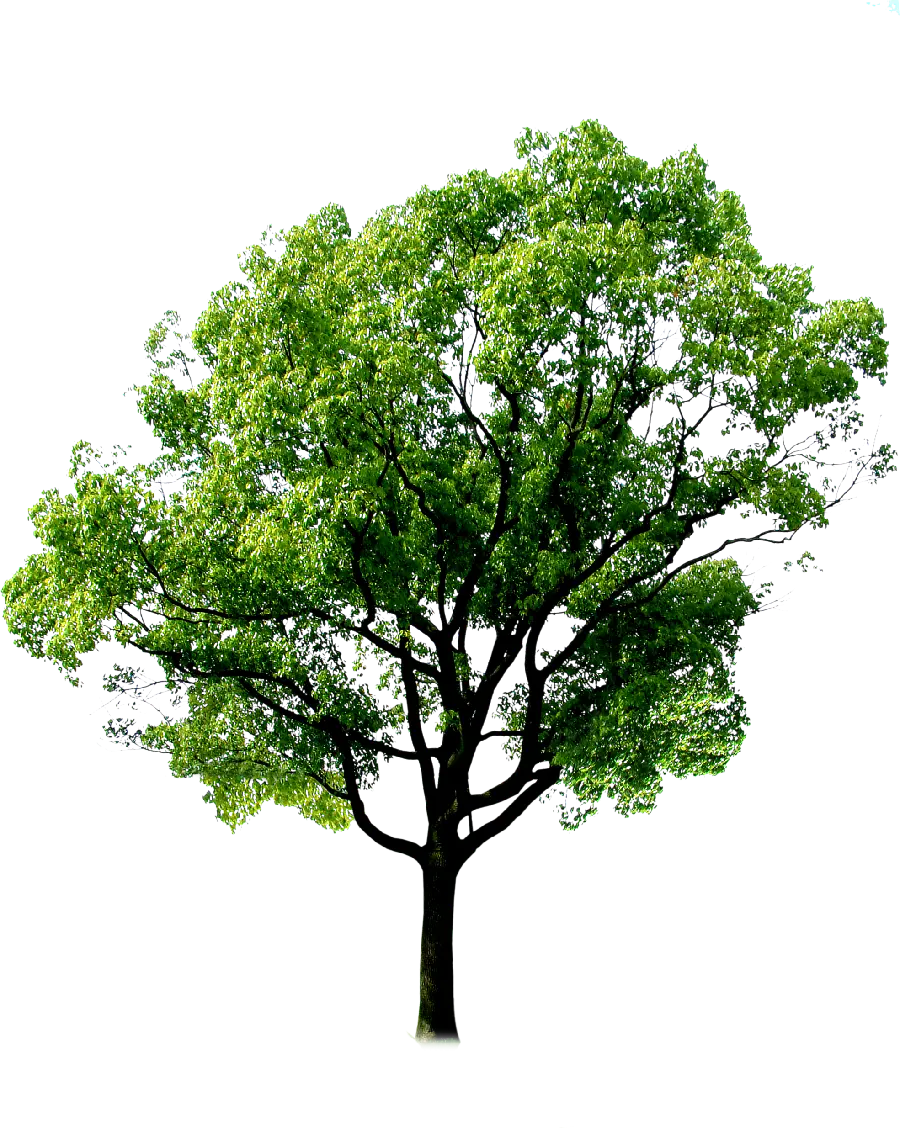 وکتور درخت خوشگل با کیفیت Full HD برای پاورپوینت 