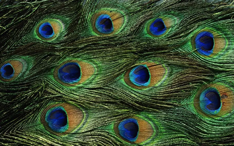 تصویر تحسين برانگیز طاووس با کیفبت HD برای پست و استوری اینستاگرام 