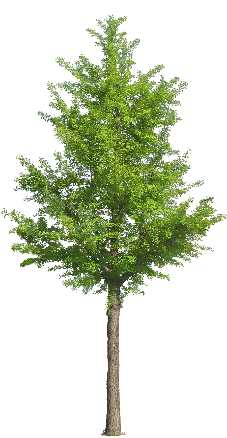 تصویر کامپیوتری از درخت با کیفیت فول اچ دی و زمینه پرده سبز