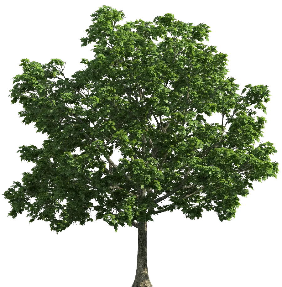 پربازدید ترین نمای گرافیکی از درخت سرسبز مختص ادیت