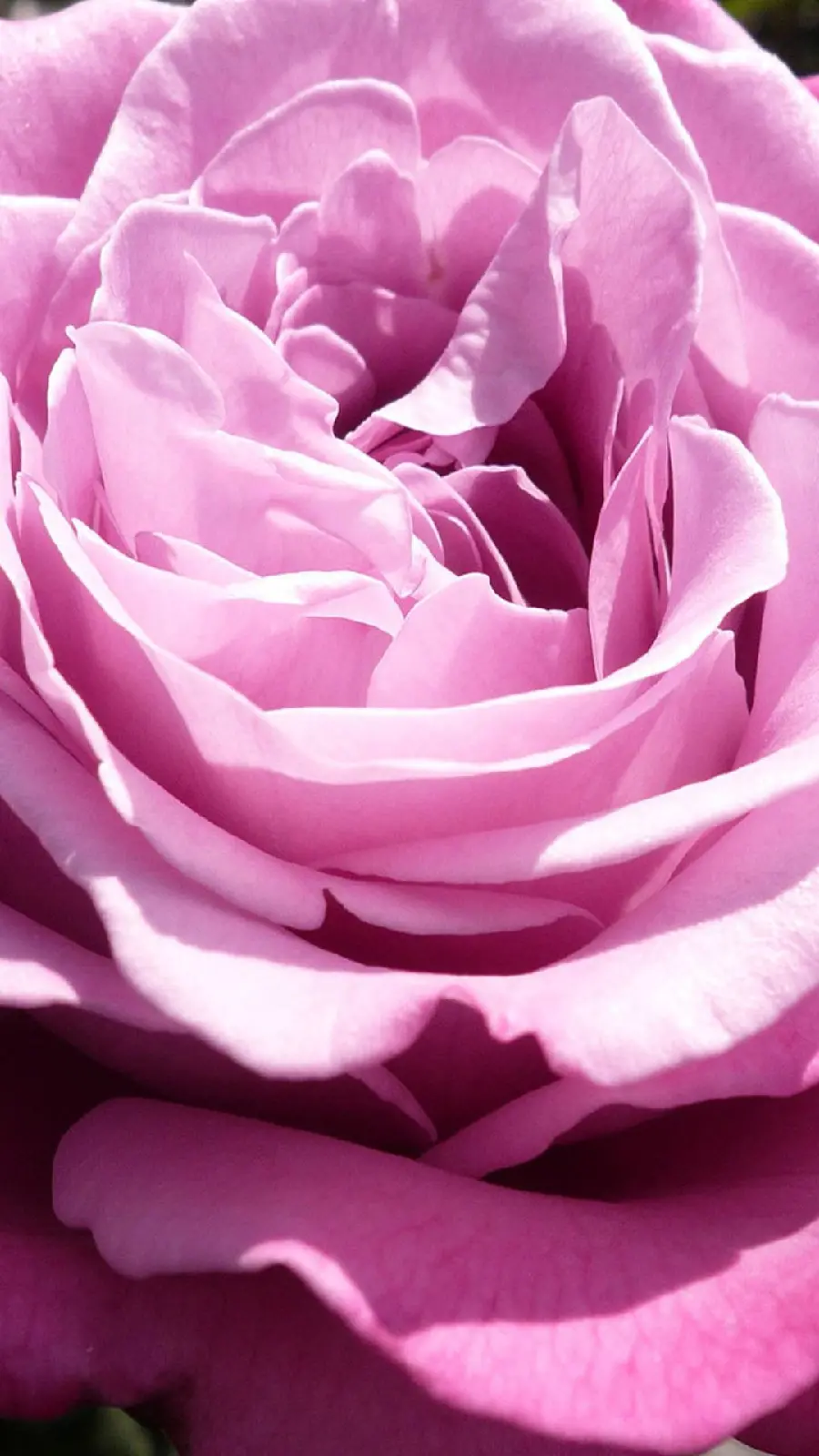 عکس زمینە عظیم الجثە از گلبرگ‌های گل رز بنفش باکیفیت اچ دی