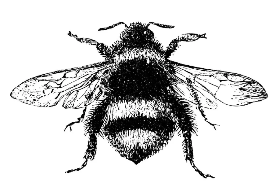 معروف ترین وکتور زنبور عسل برای الگو در نقاشی با کیفیت Full HD 