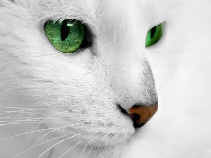 والپیپر گربه سفید با چشم های سبز برای دسکتاپ کامپیوتر