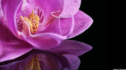 پربازدیدترین عکس زمینه گلبرگ های گل ارکیده با کیفیت فوق العاده 