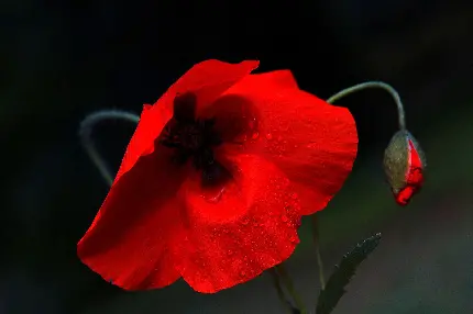 دانلود زمینە مشکی رنگ و باکیفیت از 2 گل شقایق قرمز رنگ وحشی غنچە و باز شدە با قطرات آب رویش