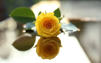 شیک ترین تصویر گل رز زرد برای ساخت عکس نوشته 