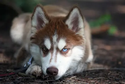 عکس استوک بسیار باکیفیت از نگاه خشمگین سگ زیبا 