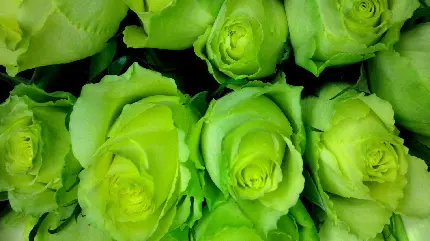 عکس زمینە از دستە گل شلختە و نامساوی گل رز سبز رنگ