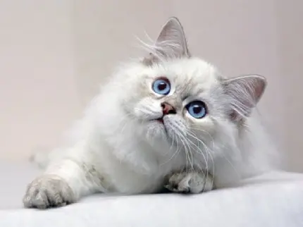 عکس و وکتور گربه سفید کیوت و پشمالو با کیفیت hd