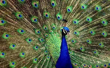 تصویر اعجاب برانگیز از پر های رنگی طاووس با کیفیت عالی 