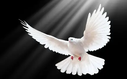 بک گراندی قشنگ و نورانی از کبوتر سفید بزرگ در حال پرواز