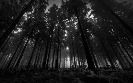 والپیپر چشم نواز سیاه و سفید از جنگل در حضور پرتو های نور خورشید 
