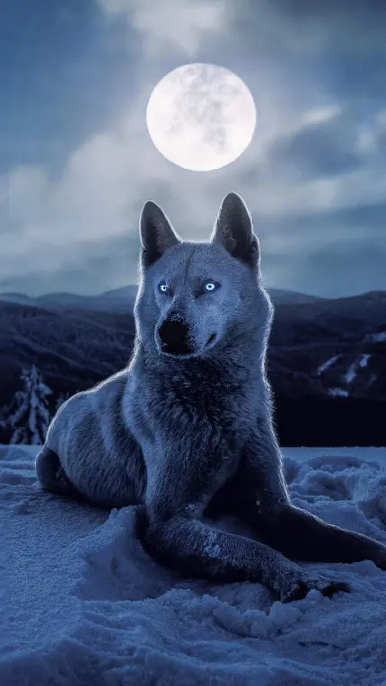 دانلود رایگان عکس بسیار باکیفیت از گرگ و ماه