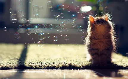 تصویر زمینه ناز و خوشگل از گربه در حال تماشای حباب های رنگارنگ 