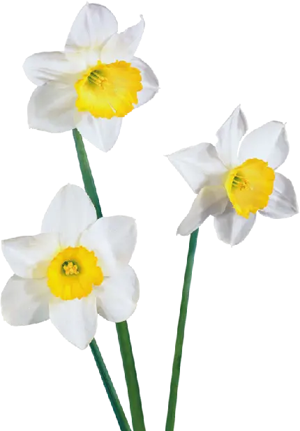 دانلود پوستر اسرارآمیز از 3 شاخە گل نرگس سفید رنگ لطیف باکیفیت اچ دی