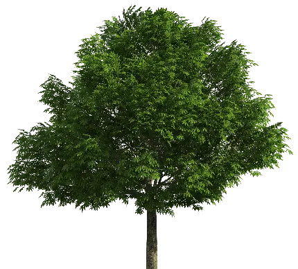 چاپ پوستر بک گراند فتوشاپ با طرح درخت سبز و تماشایی با زمینه خالی