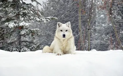 نمای ساده و منحصر به فرد از گرگ سفید در برف 