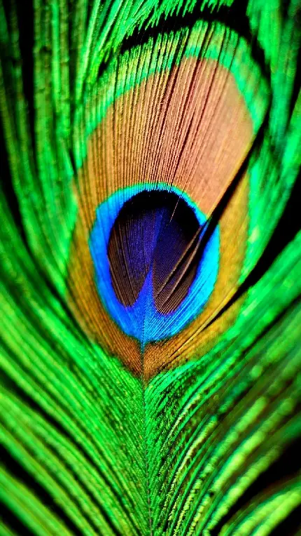 دانلود عکس استوک پر طاووس برای تصویر زمینه گوشی اندروید با کیفیت Full HD
