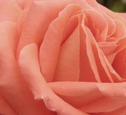نمای نزدیک و دوست داشتنی از گلبرگ های هلویی رنگ گل رز