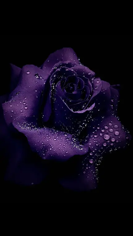 دانلود عکس زمینە کیوت از گل رز بنفش با قطرات مروارید گونە آب روی گلبرگ‌هایش