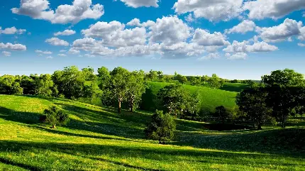 دانلود رایگان عکس جدید از چمن زار سرسبز و چشم نواز با کیفیت HD 