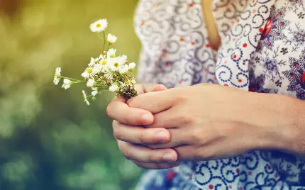 تصویری زیبا از دسته گل کوچک بابونه در دست مناسب تصویر زمینه