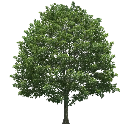 چاپ پوستر PNG درخت بزرگ با زمینه خالی برای جایگذاری در اتوپلی