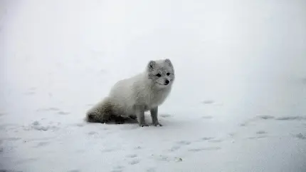 روباه سفید تنها در میان برف های قطب مناسب برای بک گراند گوشی