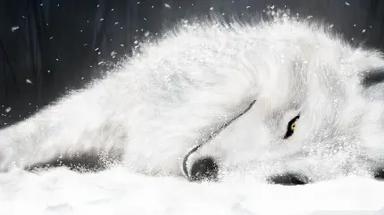گرگ سفید خوابیده در برف در یک نمای زیبا با کیفیت 8k 