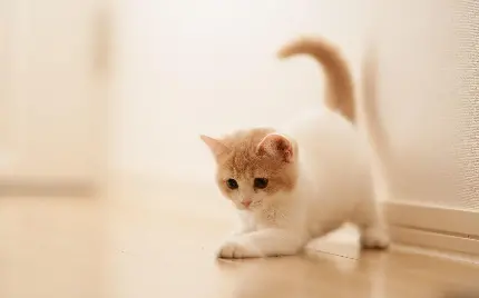 دانلود تصویر استوک باکیفیت رایگان گربه ناز و گوگولی و سفید