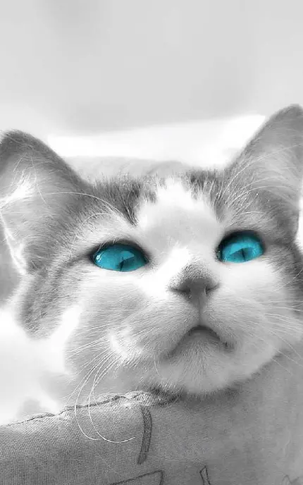 عکس گربه ناز با چشم های آبی برای پروفایل