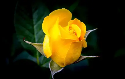 پر بیننده ترین تصویر گل رز به رنگ زرد با کیفیت HD 