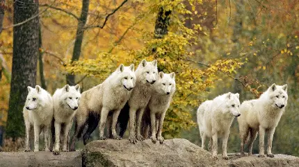 والپیپر دلهره آور از گله گرگ های سفید در جنگل پاییزی 