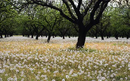 والپیپر طبیعت چشم نواز و رویایی با قاصدک های سرزنده بهاری