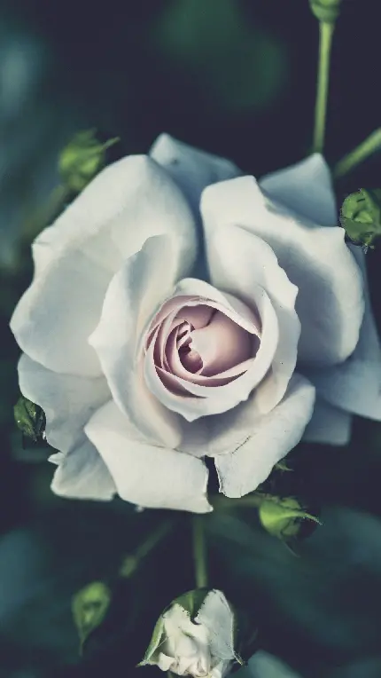 تصویر زمینە گل رز سفید غمگین و در حال پژمردە شدن