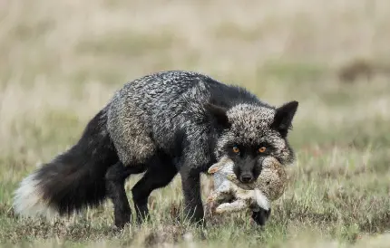 عکس زمینە روباه نقره ای شکارچی با شکاری در دهانش در سبزە‌زار