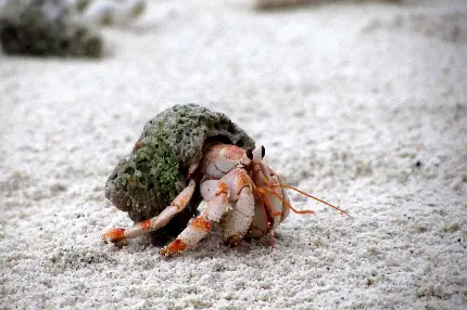 تصویر زمینه خرچنگ گوشه نشین یا زاهد با صدف حلزونی عجیب