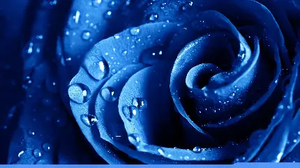 نمای خاص و هنری از گل رز آبی خوشگل و باطراوت