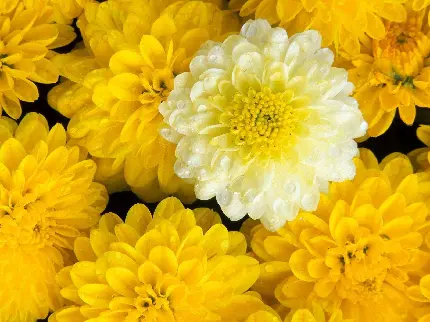 والپیپر گل داوودی زرد خوشرنگ برای علاقه مندان به این رنگ شاد