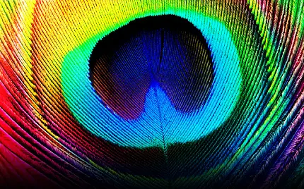 عکس جالب پر طاووس با تم رنگین کمانی با کیفیت 4k