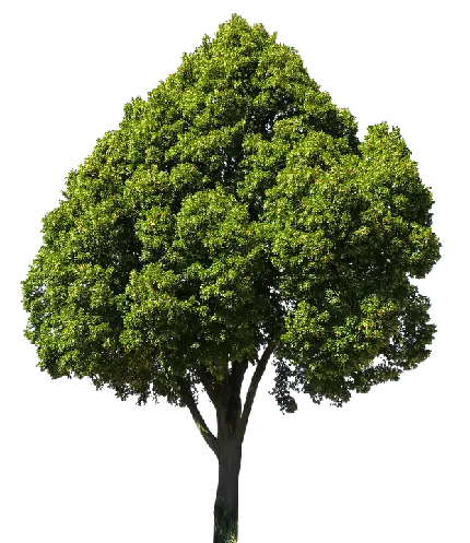 تکسچر درخت دو بعدی فتوشاپ برای برنامه های ادیت