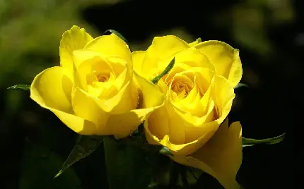 دو غنچه گل رز زرد در یک نمای هنری و خاص برای پروفایل واتساپ 