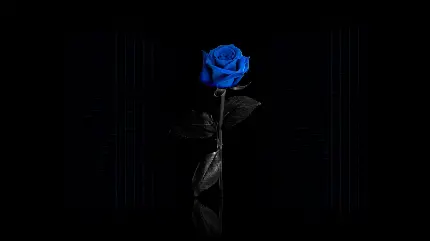 نمای هنری و دلچسب از تک گل رز آبی برای دسکتاپ