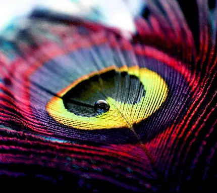 عجیب ترين تصویر پر طاووس با رنگ قرمز و زرد با کیفیت بالا برای اینستاگرام