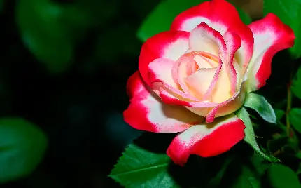 دانلود عکس گل رز سفید با حاشیه قرمز برای پروفایل 