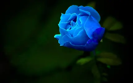 محبوب ترین تصویر پروفایل گل رز خوشگل به رنگ آبی