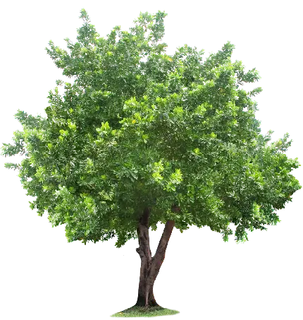 چاپ پوستر زیباترین پی ان جی درخت مناسب پاورپوینت و عکس