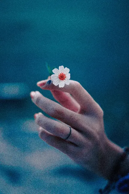 دانلود تصویر استوک جذاب از گل سفید در دست