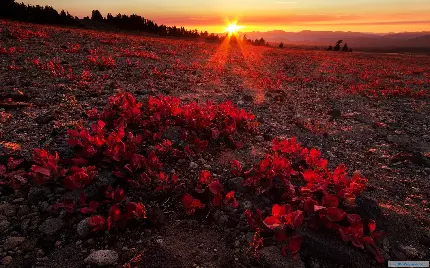 تصویر جالب گل های قرمز رنگ زیر نور خورشید با کیفیت 8k