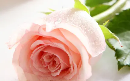 عکس پروفایل تماشایی از گل رز قشنگ به رنگ هلویی ملیح 